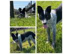 Adopt ZOE a Australian Cattle Dog / Blue Heeler