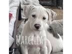 Adopt Marcella a Pointer