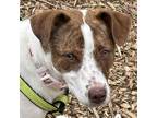 Adopt Brandi a Jack Russell Terrier