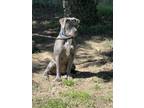 Adopt BELLINI a Pit Bull Terrier