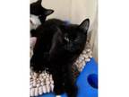 Adopt Xenia a Domestic Short Hair