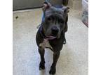 Adopt Nola a American Staffordshire Terrier