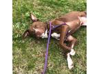 Adopt Jennifer a American Staffordshire Terrier