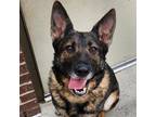 Adopt Katja a German Shepherd Dog