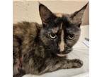 Adopt Francine a Domestic Short Hair