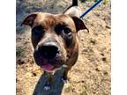 Adopt Goose a American Staffordshire Terrier