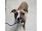 Adopt Ponderosa a Boxer