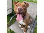 Adopt Sassy a Pit Bull Terrier