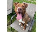Adopt Sassy a Pit Bull Terrier