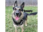 Adopt Beauty 240225 a German Shepherd Dog