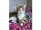 Adopt Ducky a Domestic Short Hair