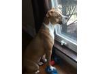 Adopt Melody a Pit Bull Terrier, Mixed Breed