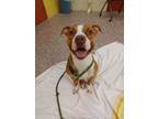 Adopt Melody a Pit Bull Terrier, Mixed Breed