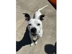 Adopt Coconut Cream a Boxer, Pit Bull Terrier