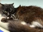 Adopt CLARA a Domestic Long Hair