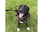 Adopt Shade a Labrador Retriever, Australian Cattle Dog / Blue Heeler