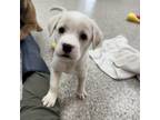 Adopt Flare a Labrador Retriever, Mixed Breed