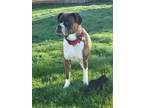 Adopt Margie a Boxer