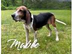 Adopt Mable 122974 a Coonhound