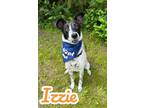 Adopt Izzie 122020 a Collie, Mixed Breed