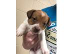 Adopt Allie 29879 a Terrier, Mixed Breed