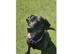 Adopt Gertrude a Labrador Retriever, Mixed Breed