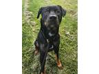 Adopt Parona a Rottweiler, Labrador Retriever