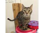 Adopt Pop a Domestic Short Hair