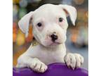 Adopt DEE a Pit Bull Terrier, Mixed Breed