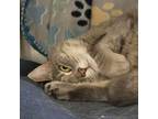 Adopt Fiona a Domestic Short Hair