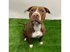 Adopt Harriet a Pit Bull Terrier, Mixed Breed