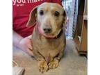 Adopt Queenie a Dachshund