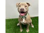 Adopt Kudu a Pit Bull Terrier, Mixed Breed