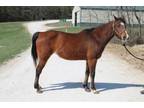 Adopt MABLE a Arabian