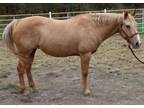 Adopt WYNONA a Quarterhorse