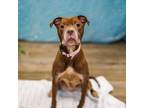 Adopt Suede a Pit Bull Terrier, Boxer
