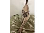 Adopt Willow a Siamese