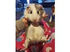 Adopt Stacy - CL a Guinea Pig