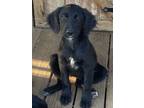 Adopt Superior a Australian Shepherd, German Shorthaired Pointer