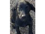 Adopt Erie a Australian Shepherd, German Shorthaired Pointer