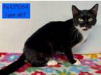 Adopt Tia a Domestic Short Hair