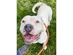 Adopt Araya (Ope) a Pit Bull Terrier, Hound