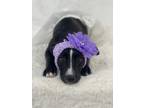 Adopt Star a Labrador Retriever, Mixed Breed