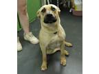 Adopt Baby a Black Mouth Cur, Mixed Breed