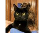 Adopt Missy- 041902S a Domestic Short Hair