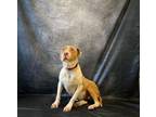 Adopt GEORGIA a Pit Bull Terrier