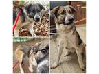 Adopt FRANCIS a German Shepherd Dog