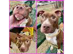 Adopt BIANCA a American Staffordshire Terrier