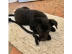 Adopt Rio a German Shepherd Dog, Golden Retriever