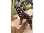 Adopt Mimosa a American Bully